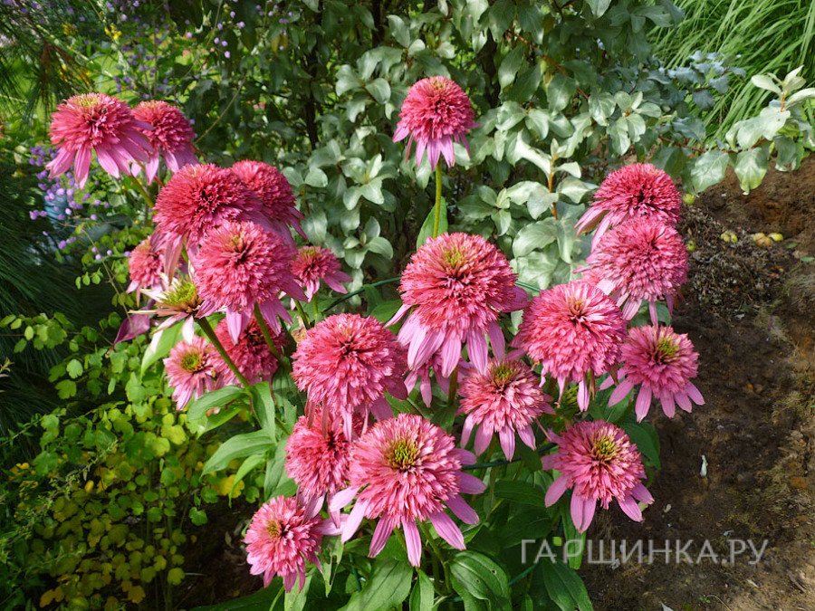 Эхинацея Разматаз пурпурная