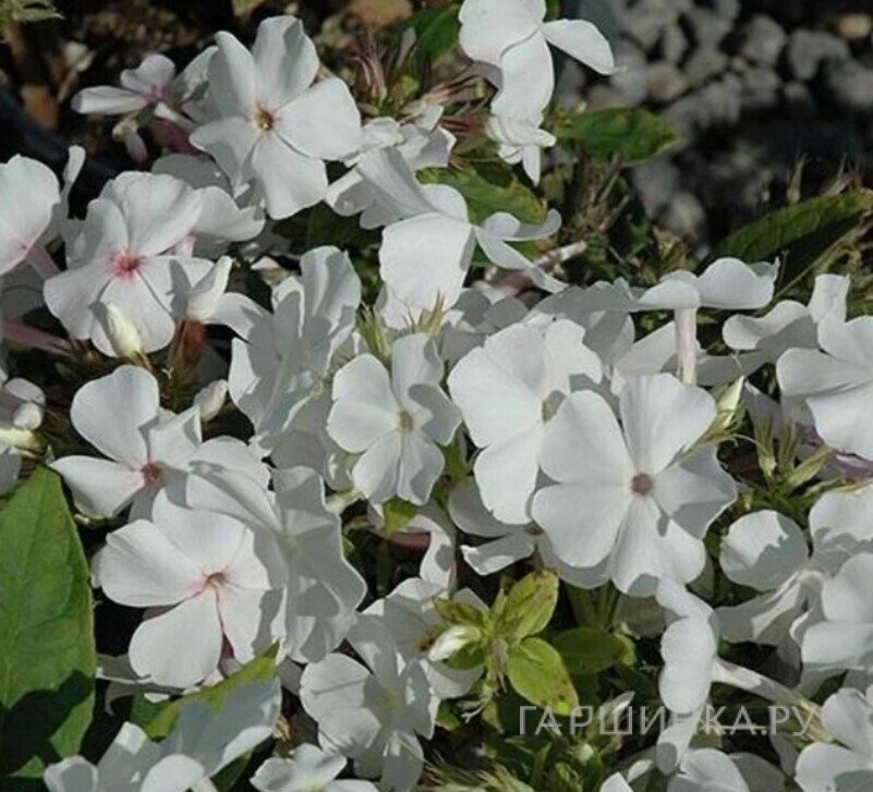 Флокс Белый карлик