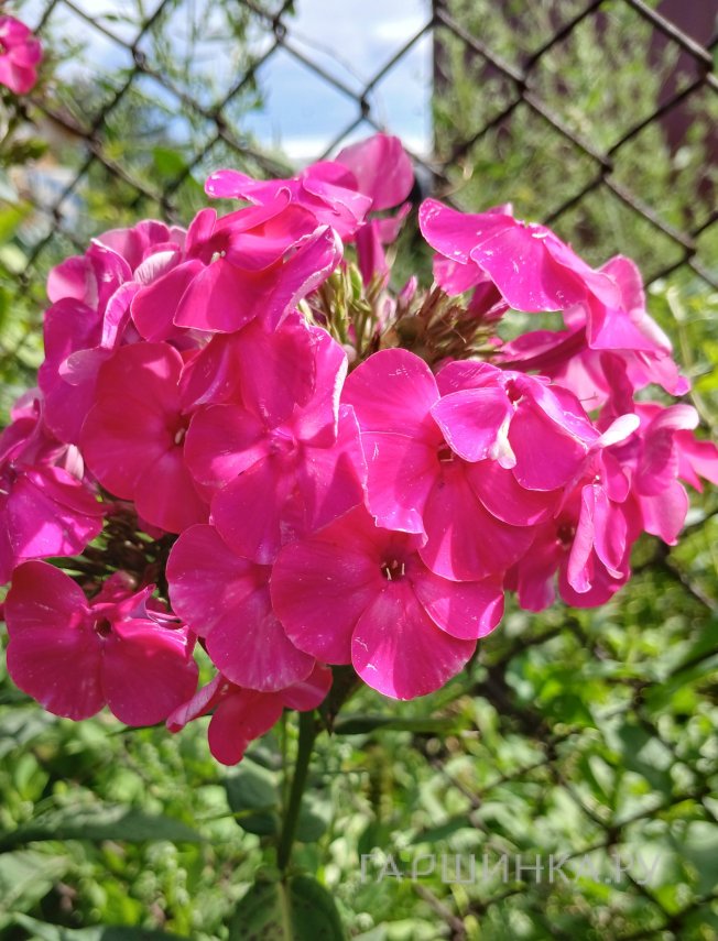 Флокс Малина ранняя