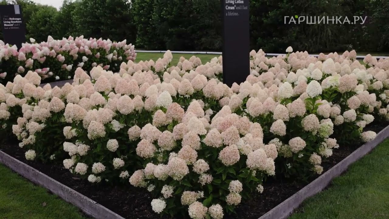 Гортензия Коттон крем (Хлопковый крем) метельчатая
