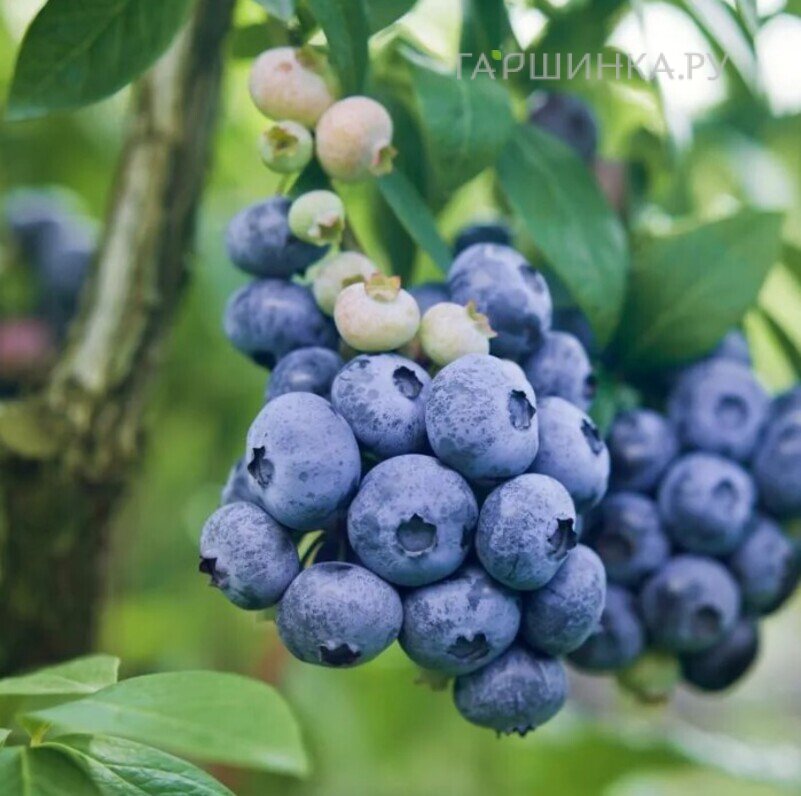 Голубика Дарроу