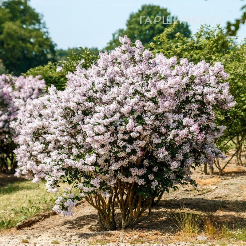 Сирень Мисс Ким