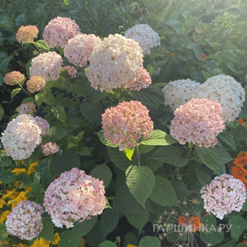 Гортензия Кандибелле Маршмеллоу древовидная