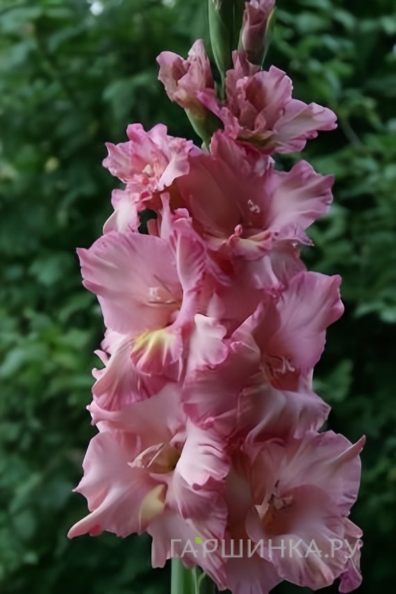 Гладиолус Хорошее Настроение