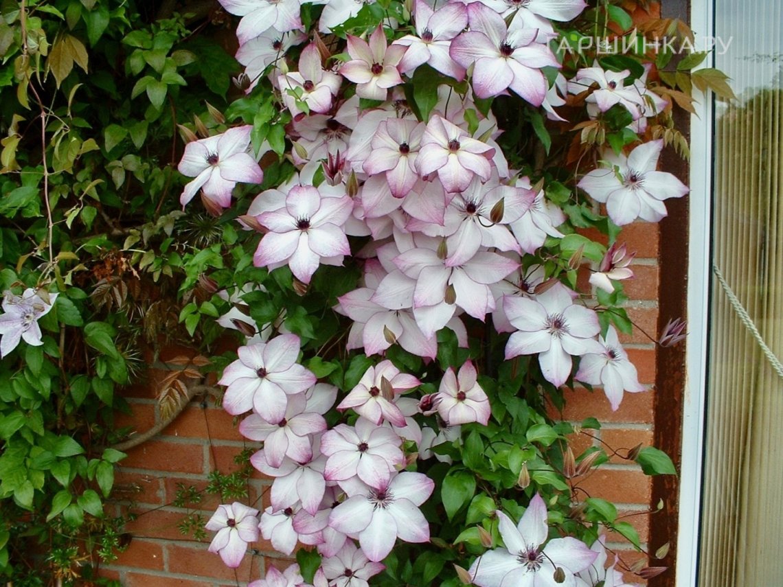 Клематис Фонд Меморис (Теплые воспоминания) крупноцветковый (3)