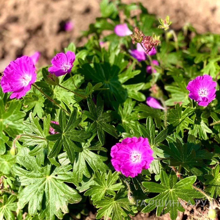 Герань кроваво-красная Нью Хэмпшир Пёрпл