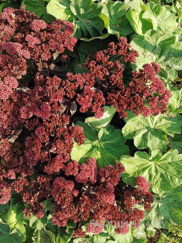 Очиток (седум) Джози Аубергайн