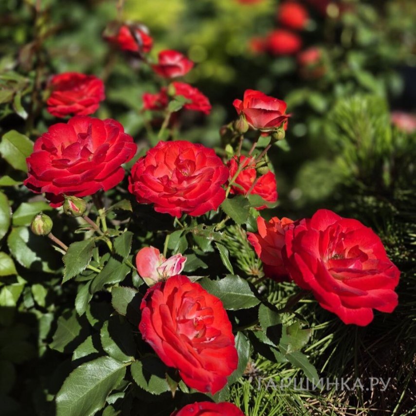 Роза Плантен Ун Блюмен, Топалович (лиц)