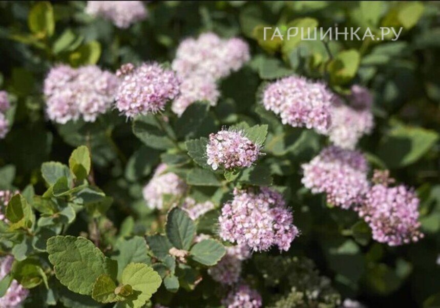 Спирея Пинк Спарклер