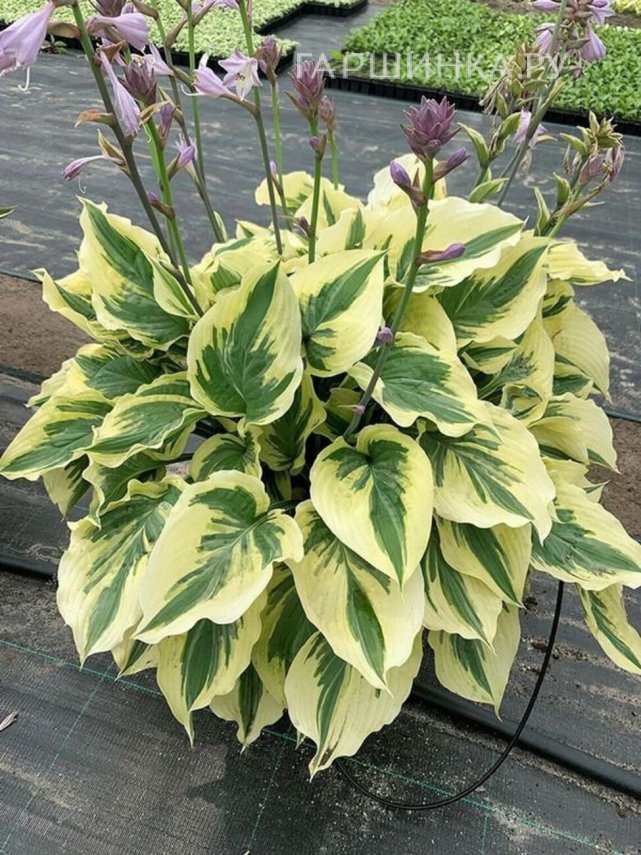 Хоста Пейсли Бордер (M)