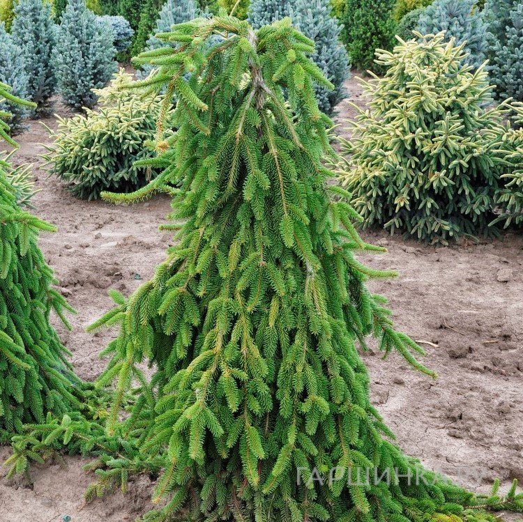 Ель обыкновенная Пендула Майор
