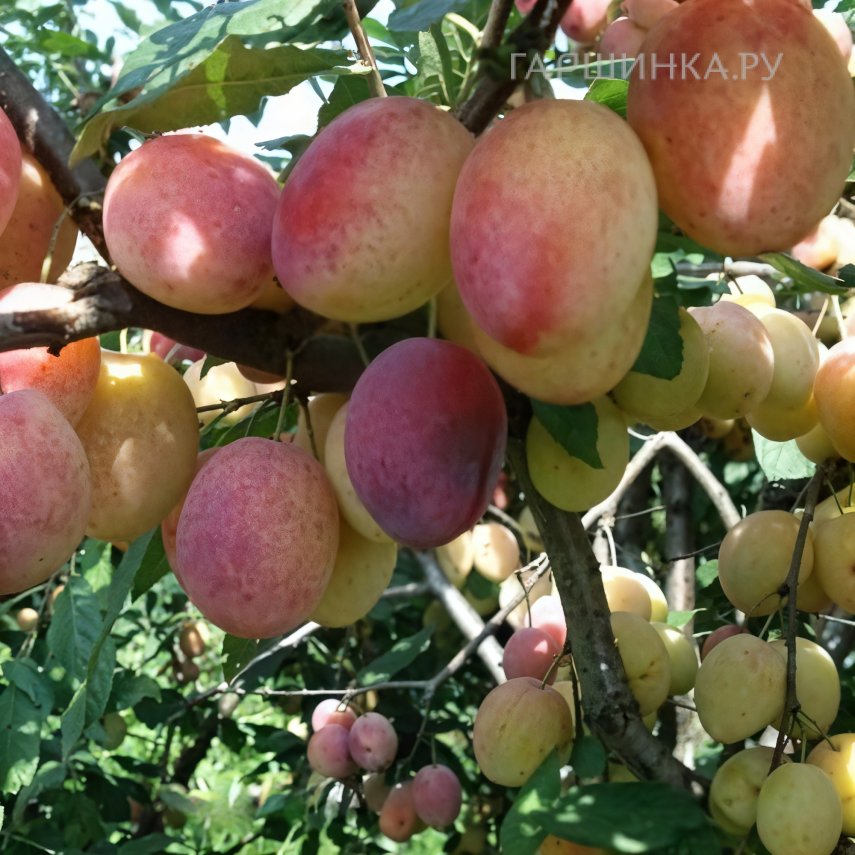 Слива Памяти Тимирязева