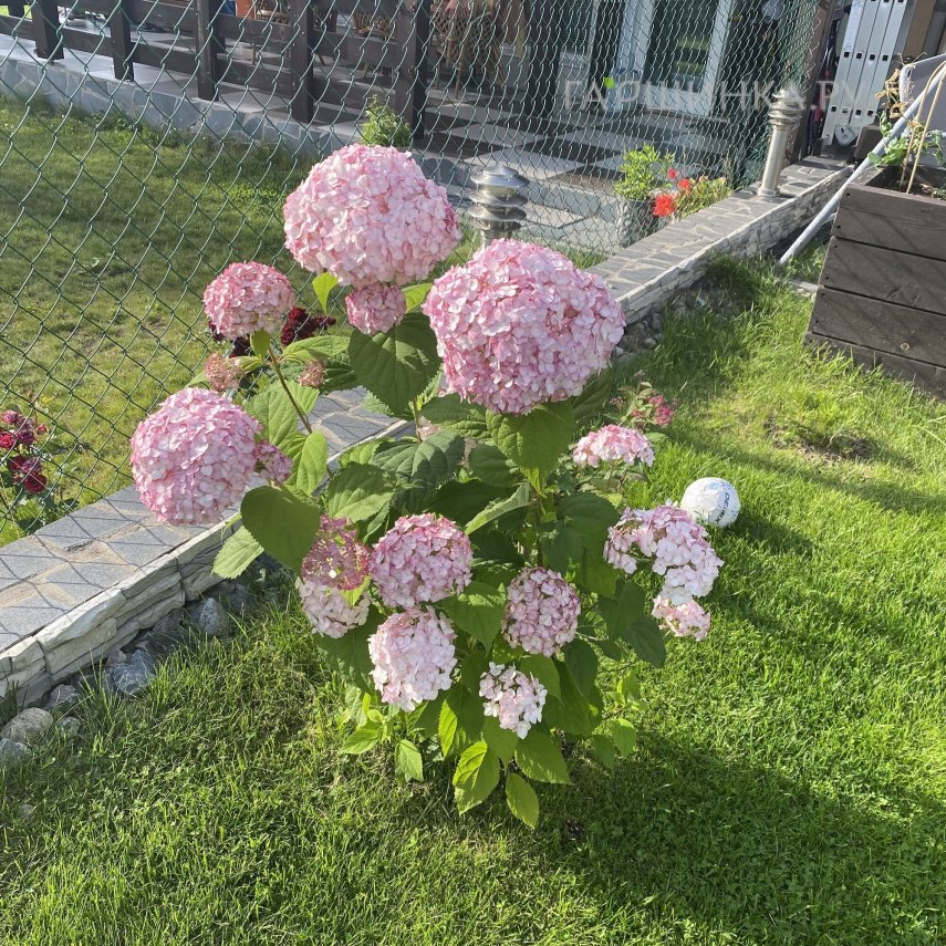 Гортензия Кандибелле Баблгам древовидная