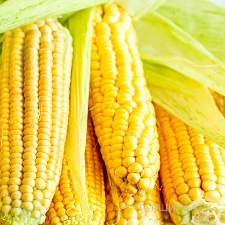 Кукуруза Сладкое детство сахарная 7 г, Семена Аэлита
