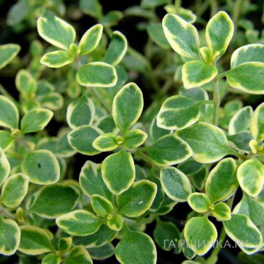 Тимьян Лимонный