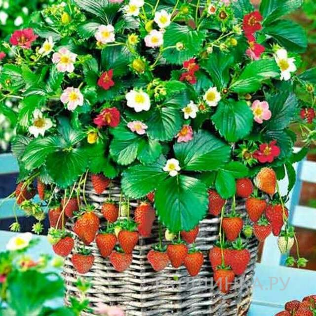 Клубника Остров сокровищ F1