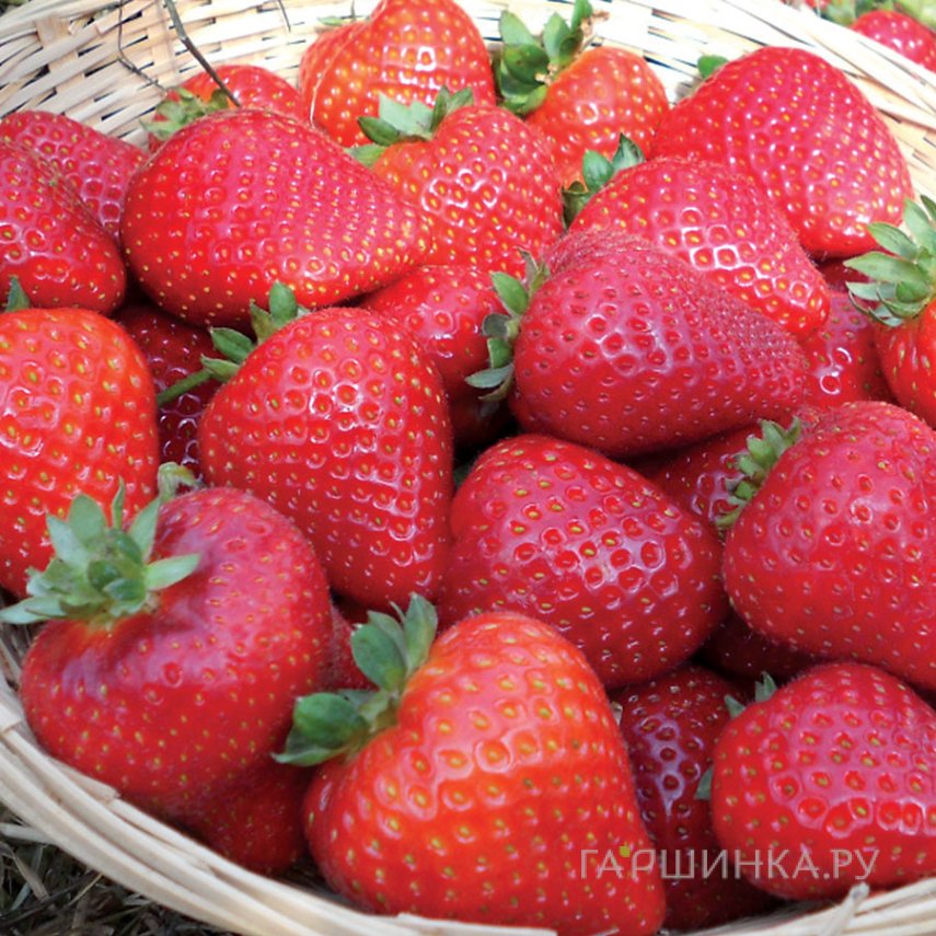 Земляника Сладкий поцелуй