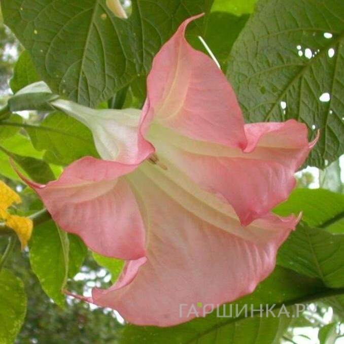 Бругмансия Пинк