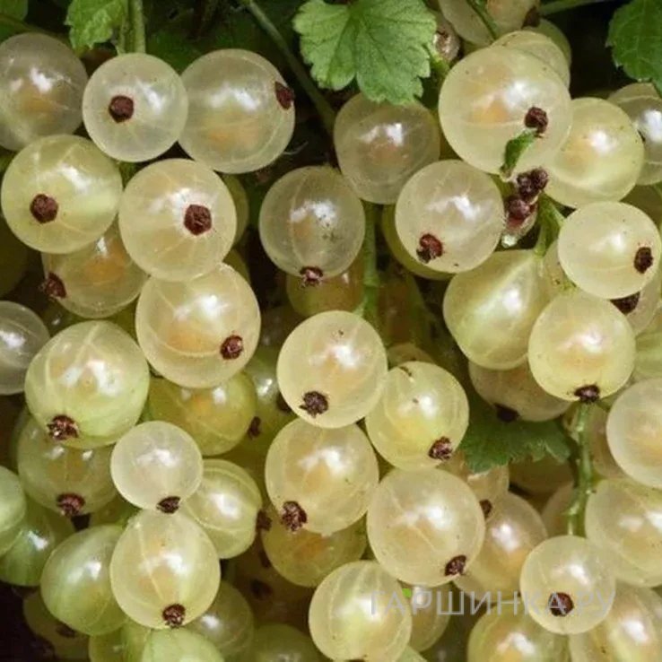 Смородина Смольяниновская белая