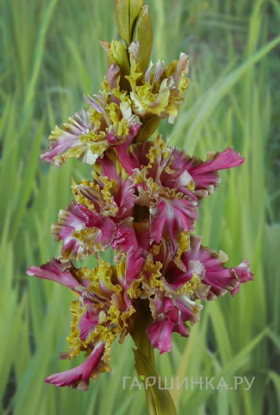 Гладиолус Потому что Гладиолус 2шт