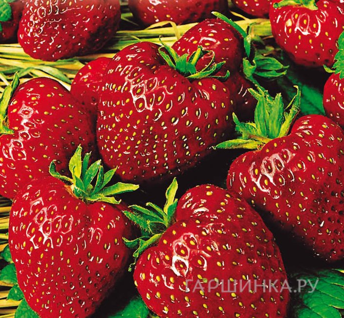 Земляника Московский деликатес 10шт