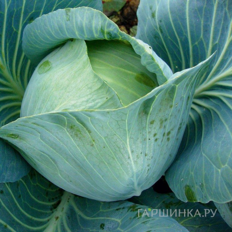 Капуста Экстра белокочанная 0,2г