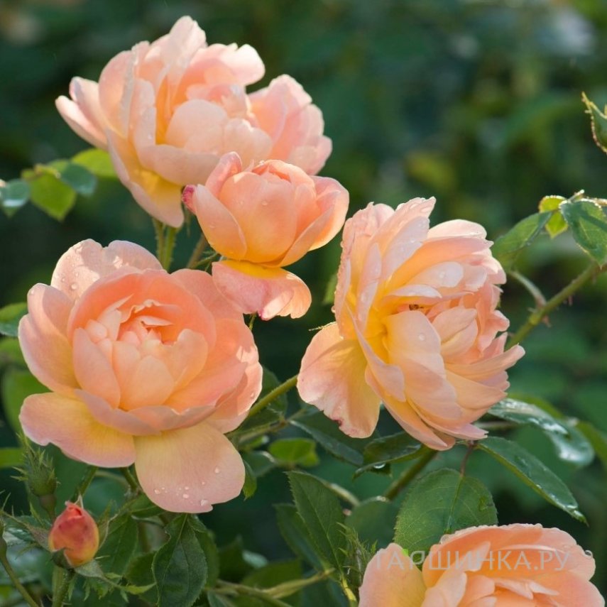 Роза Зе Ларк Эскендинг, Д.Остин кустарниковая (лиц)