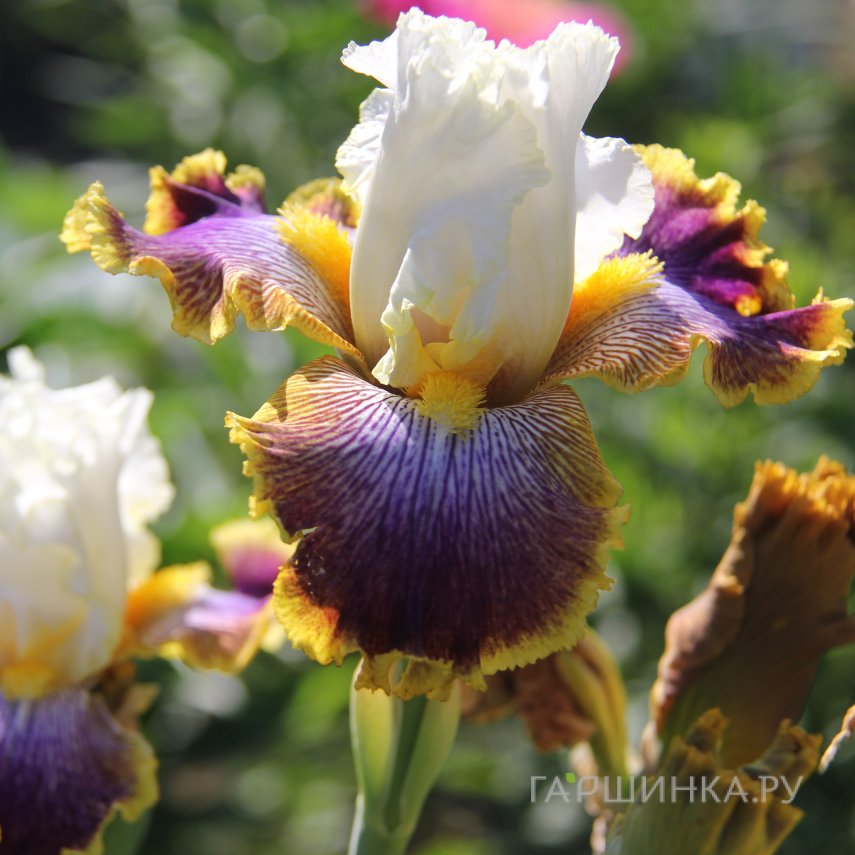 Ирис Пачвок Пазл