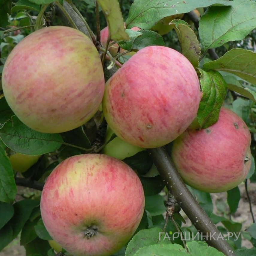 Яблоня Семан с/п