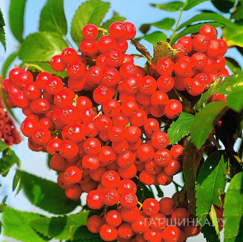 Рябина Концентра высокоурожайная без горечи