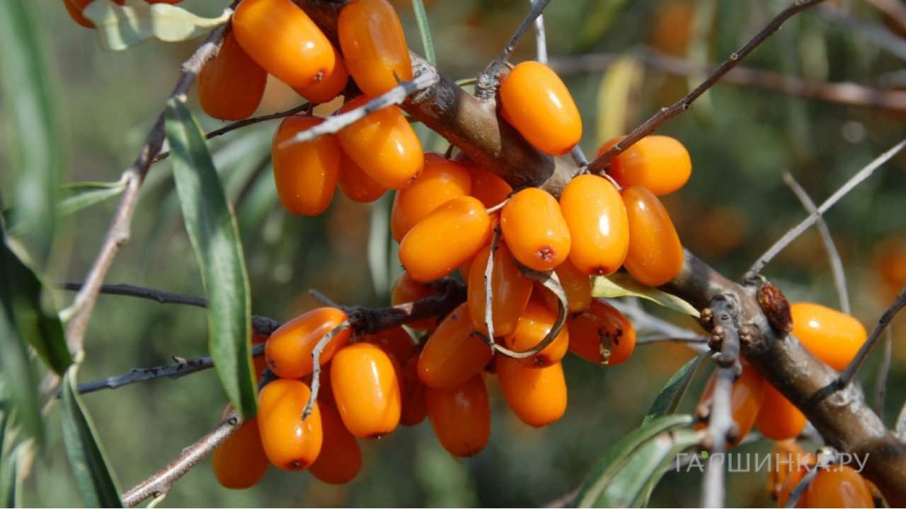 Облепиха Алтайская женская