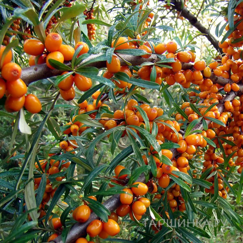 Облепиха Злата женская