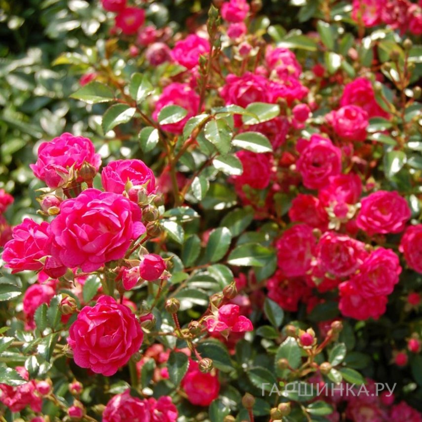 Роза Лавли Фейри Тантау (лиц)