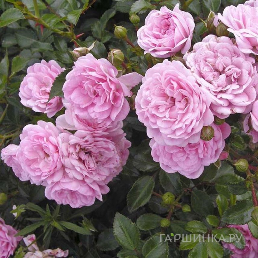 Роза Зе Фейри Тантау (лиц)