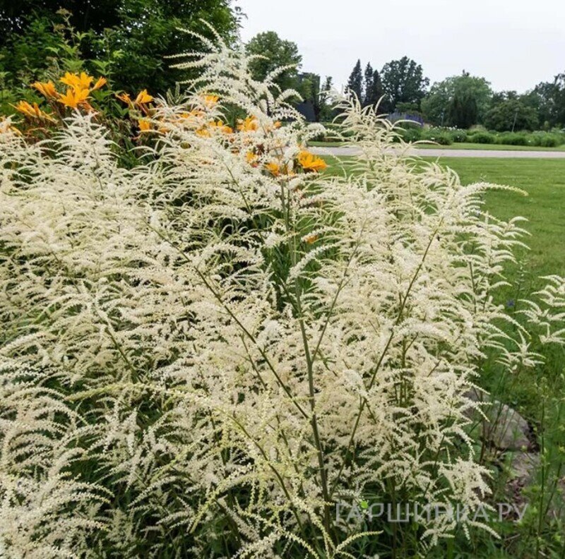 Волжанка (Арункус) Кнайфи двудомная