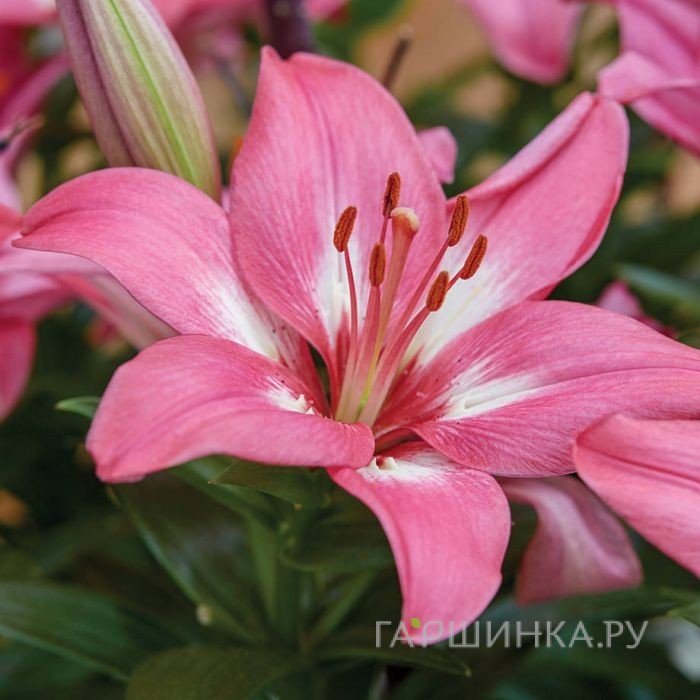 Лилия Розалин азиатская розовая