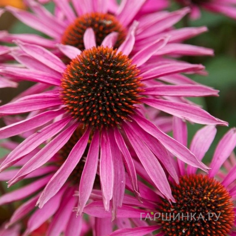 Эхинацея пурпурная Пика Белла