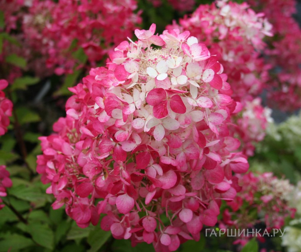Живая изгородь: Гортензия Даймонд Руж 10шт