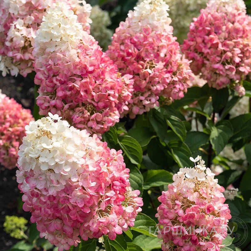 Живая изгородь: Гортензия Пинки Промис 10шт