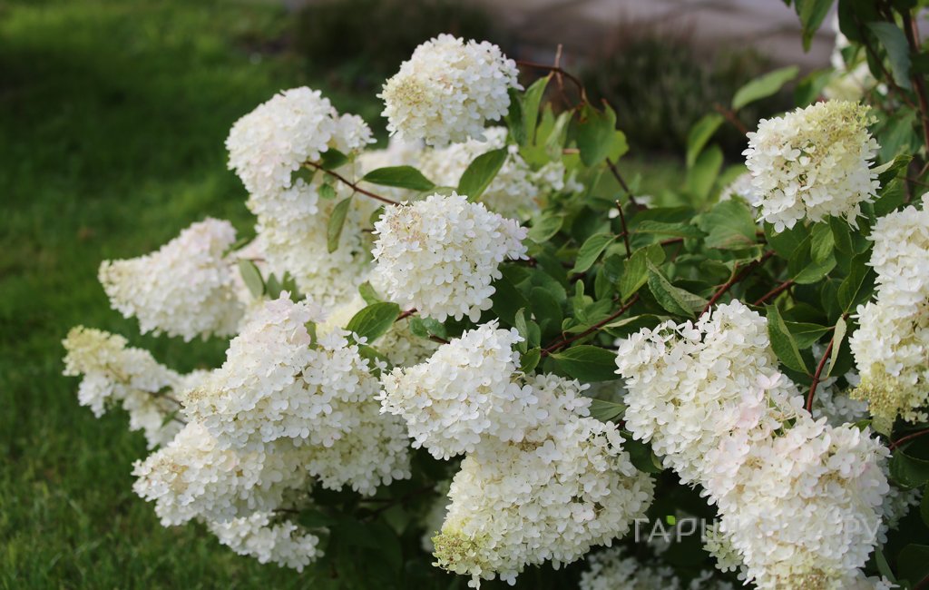 Живая изгородь: Гортензия Саммер Сноу 10шт