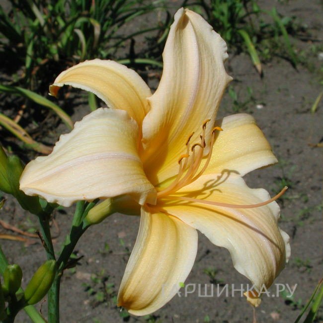 Лилейник Френсис Фэй