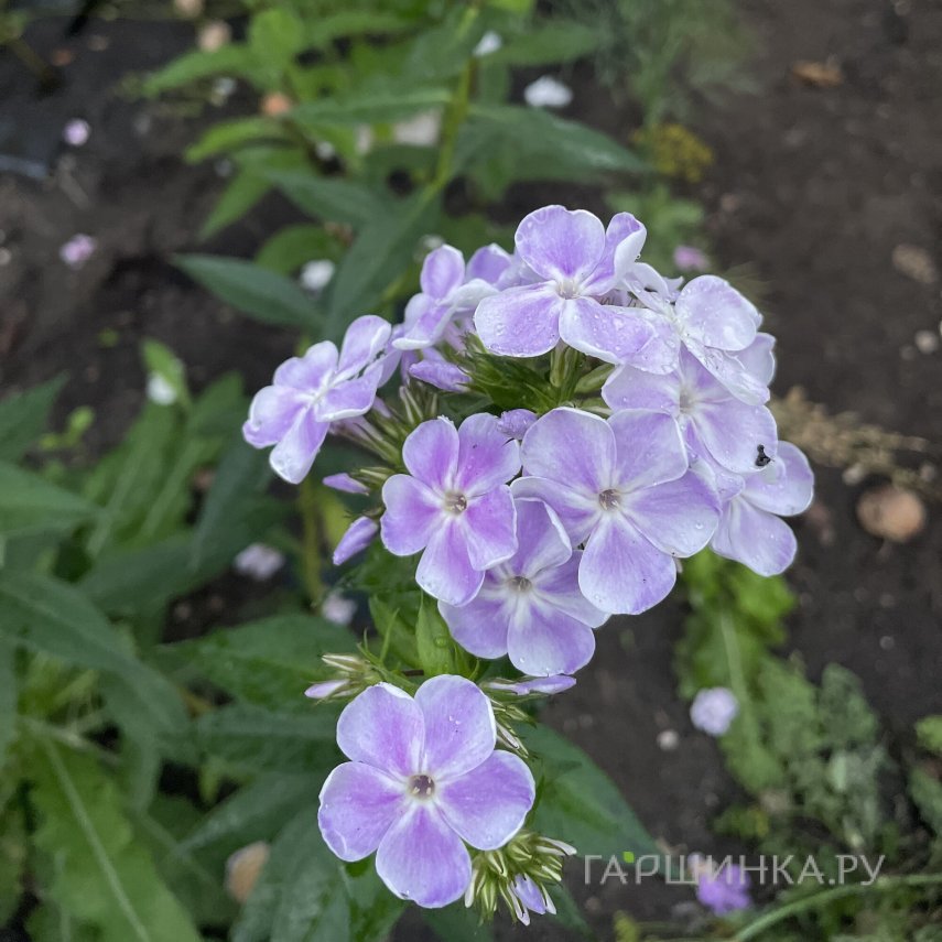 Флокс Миниатюра