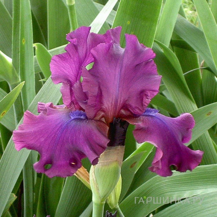Ирис бородатый Салтри Муд