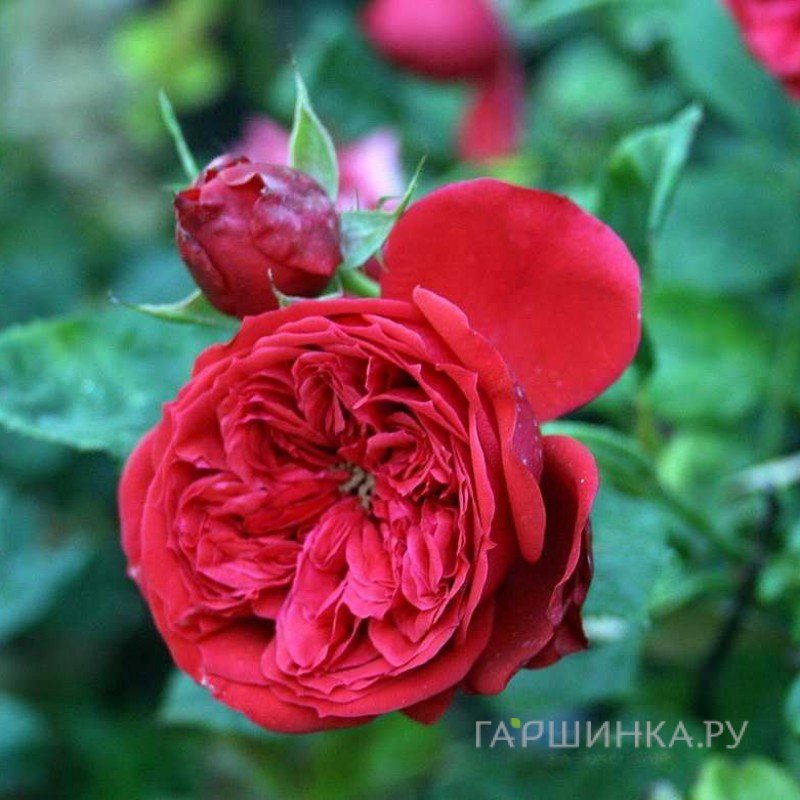 Роза Франкойс Рабелайс, Мейян (лиц)