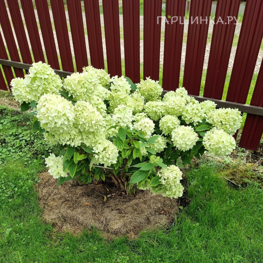 Гортензия Мохито метельчатая