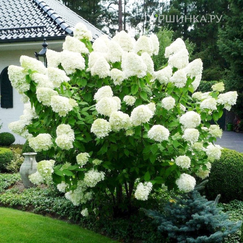 Гортензия Полар Бир (Полярный медведь) метельчатая