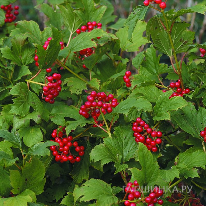 Калина Компактум