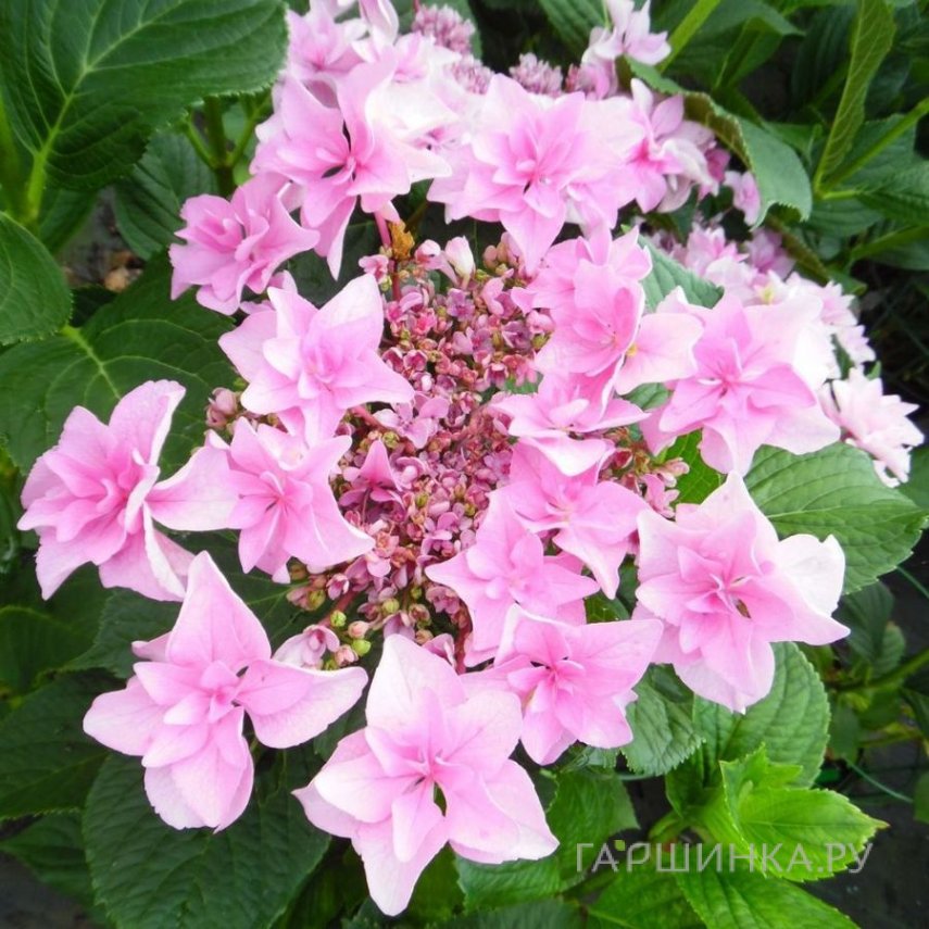 Гортензия Доппио Роза крупнолистная (макрофила)