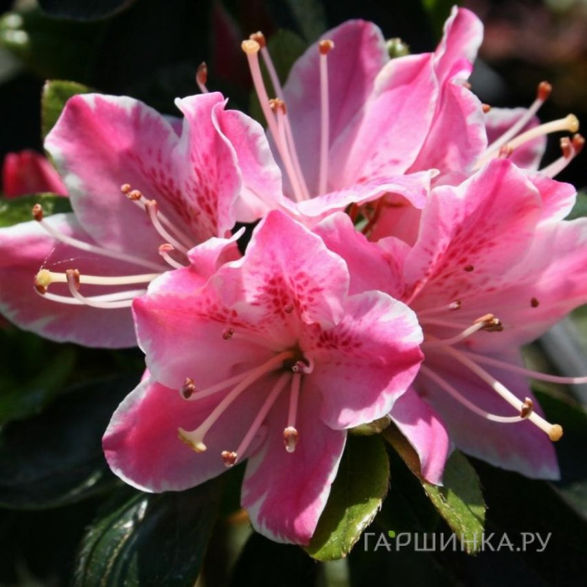 Рододендрон (Азалия) Гейша Роза