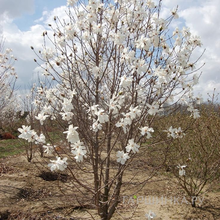 Магнолия Лебнера Меррилл